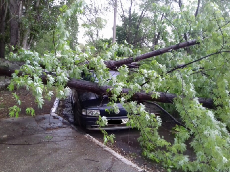 В Балакове упавший клен придавил иномарку