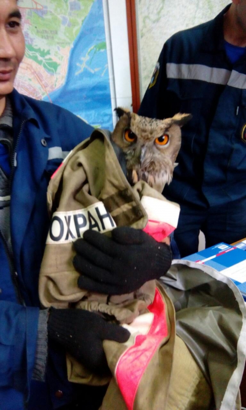 В подъезде саратовского дома ловили филина