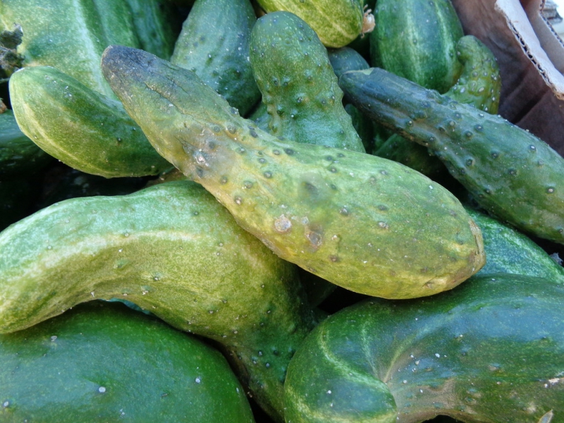 На 3-й Дачной пресечена работа 37 торговых мест