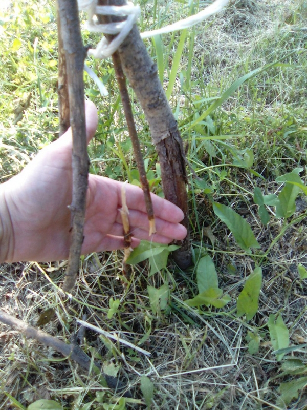 В Саратове срезали газонокосилкой посаженные ко Дню Победы березки