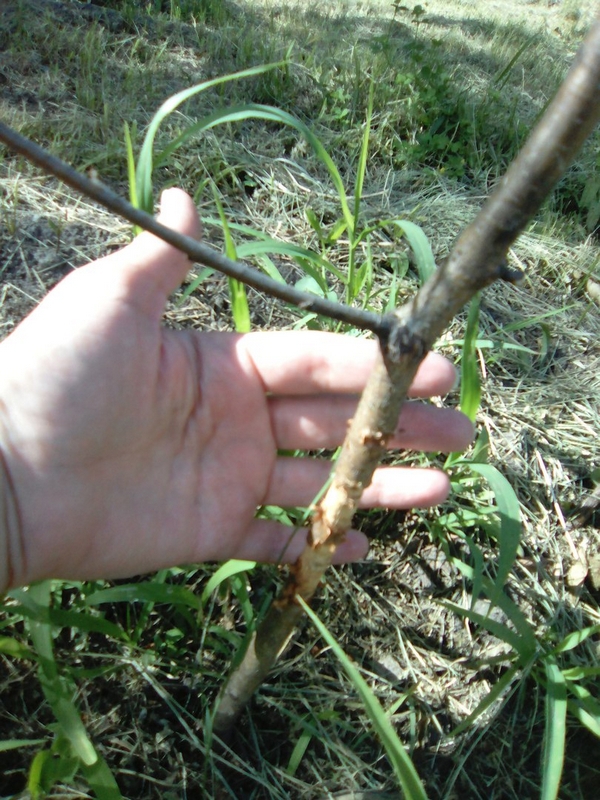 В Саратове срезали газонокосилкой посаженные ко Дню Победы березки