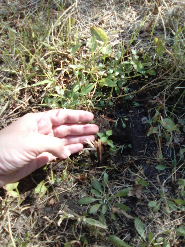 В Саратове срезали газонокосилкой посаженные ко Дню Победы березки