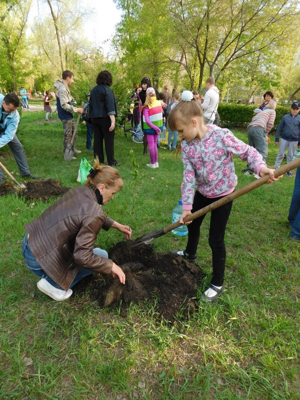 В Саратове срезали газонокосилкой посаженные ко Дню Победы березки