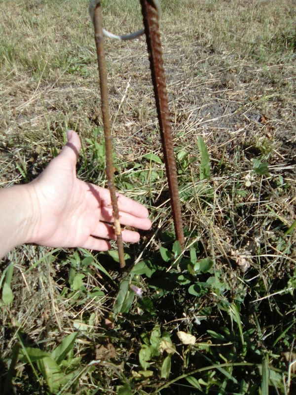 В Саратове срезали газонокосилкой посаженные ко Дню Победы березки