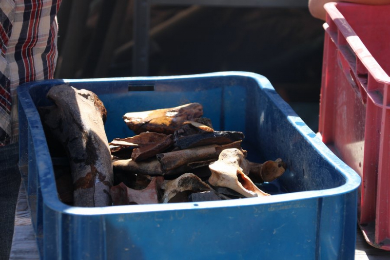 Саратовский археолог рассказал об этнофолк-вечеринке в Увеке и найденном драконе