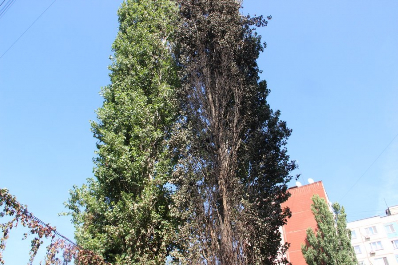 Саратовцы уверены в поджоге трех автомобилей во дворе дома