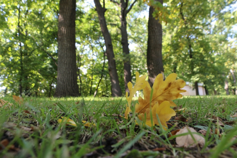«Бабье лето» по-саратовски в фоторепортаже