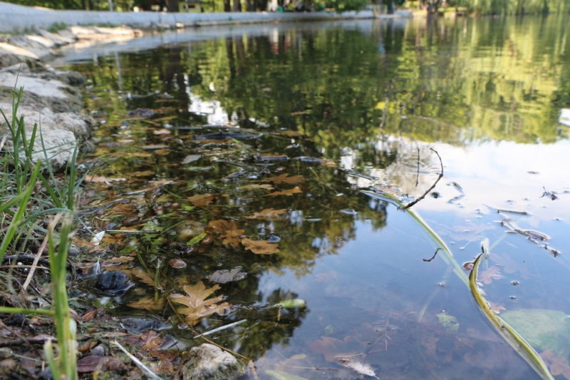 «Бабье лето» по-саратовски в фоторепортаже