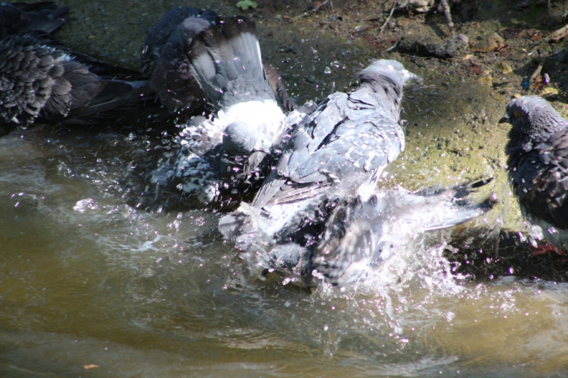 «Бабье лето» по-саратовски в фоторепортаже