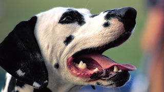 За укус далматинца его хозяйка заплатит 45 тысяч За укус далматинца его хозяйка заплатит 45 тысяч