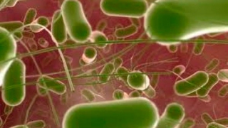 Названы результаты бактериологических анализов отравившихся детей Названы результаты бактериологических анализов отравившихся детей