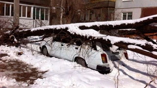 Упавшие из-за снега деревья раздавили припаркованные машины