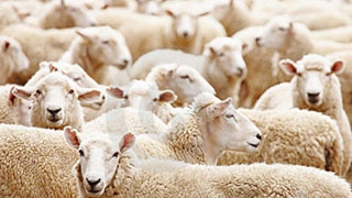 Более 270 овец пропали без вести в Озинском районе