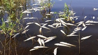 Управление ветеринарии: Рыба в реке Латрык погибла не от болезней