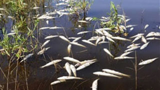 Эксперты выяснили причину массовой гибели рыбы в саратовском пруду Эксперты выяснили причину массовой гибели рыбы в саратовском пруду