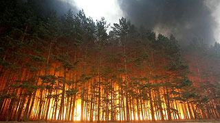 Саратовское министерство исказило данные о лесном пожаре