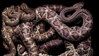 В Озинках задержали 7 коробок с живыми змеями В Озинках задержали 7 коробок с живыми змеями