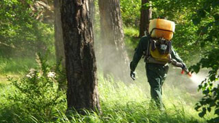 Саратовской области не понадобились меры по защите леса от вредителей