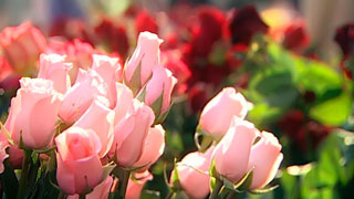 В Голландских розах обнаружили опасного американского вредителя