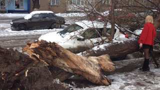 Спасатели выехали на 30 сообщений о падениях деревьев
