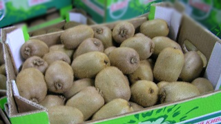 Саратовские ветеринары выявили вредителя в киви из Израиля Саратовские ветеринары выявили вредителя в киви из Израиля