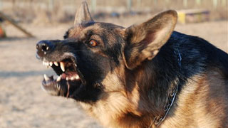 Саратовчанке заплатят 11 тысяч рублей за укусы овчарки Саратовчанке заплатят 11 тысяч рублей за укусы овчарки