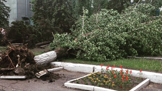В Саратове из-за ветра упали более 10 деревьев