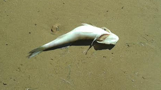 Установлена причина гибели рыбы в Волгоградском водохранилище