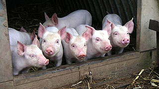 В Лысогорском районе уничтожили еще 500 свиней