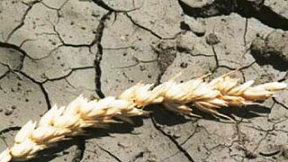 Ущерб от засухи составил 4,6 млрд рублей