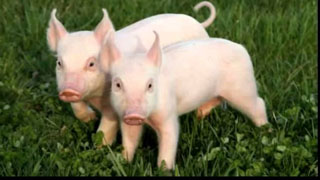 В Лысогорском районе выявлен еще один очаг африканской чумы свиней