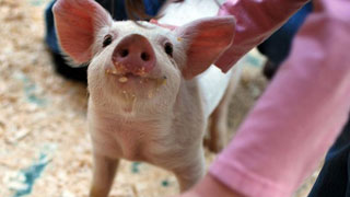 В Лысогорском районе отменен карантин по африканской чуме свиней