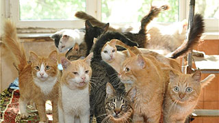 В России хотят законодательно регулировать количество кошек и собак в квартирах В России хотят законодательно регулировать количество кошек и собак в квартирах