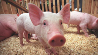 Специалисты пытаются не допустить нового распространения чумы свиней