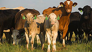 Радаев: В каждом районе должно быть не менее 2 тысяч голов скота