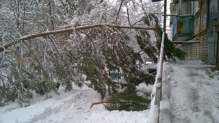 В Саратове под тяжестью снега падают деревья