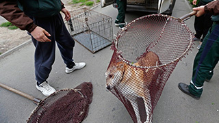 В Саратове заказали отлов более 2 тысяч безнадзорных животных