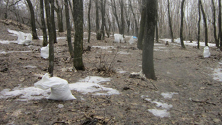 На Кумысной поляне в 40 раз превышен показатель загрязнения почвы На Кумысной поляне в 40 раз превышен показатель загрязнения почвы