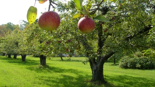 Количество садов в Саратовской области возрастет почти на треть Количество садов в Саратовской области возрастет почти на треть