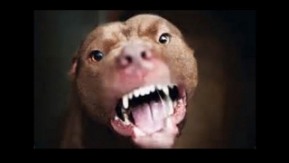 В Жасминном трех жителей искусала собака В Жасминном трех жителей искусала собака