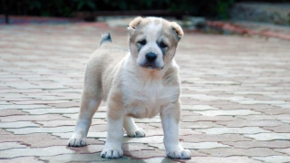 ������ �������� ������ ��������� ������������� �� ��������� �����