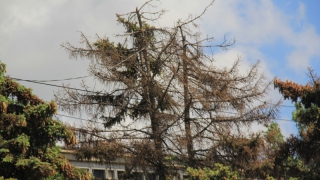 Мэрия: В Саратове необходимо менять каждое второе дерево
