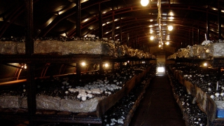 ��� �� ����������� ������ ������ �����