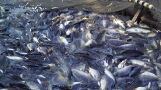 � ����������� ������� ����� ������ ���� ����� � ������ ����