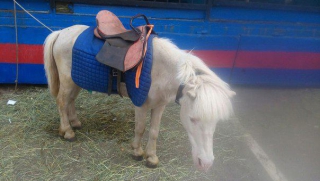 ��������� ������������ ���������� ������������ ��������