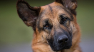 Кинолог запер в раскаленном от жары багажнике автомобиля служебную собаку Кинолог запер в раскаленном от жары багажнике автомобиля служебную собаку