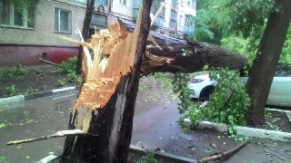 В Ленинском районе дерево раздавило 3 автомобиля