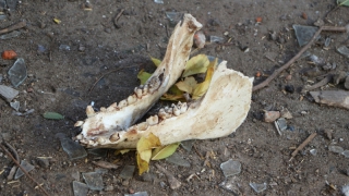 ������� ��������� ������� ���������� ������ � �������� �����