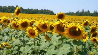 Урожай подсолнечника в Саратовской области достиг 1 млн тонн Урожай подсолнечника в Саратовской области достиг 1 млн тонн