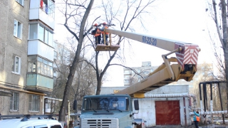 Жителей Заводского района спасли от нависающей ветки дерева